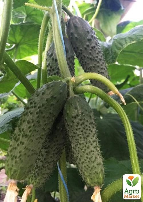 Огурец партенокарпический "14015 F1" ТМ "Lark Seeds" 100шт