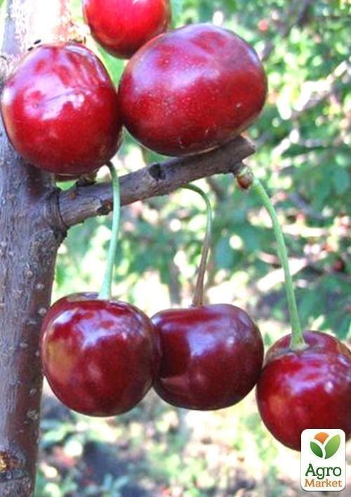 Черешня "Бигарро Оратовского" (летний сорт, поздний срок созревания)