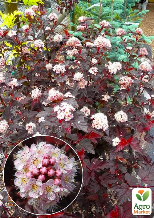 Пузыреплодник калинолистный "Andre" С2, высота 20-40см