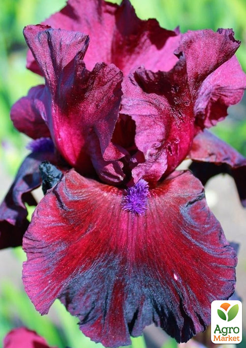 Ірис бородатий великоквітковий "Fortunate Son"