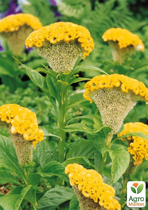 Целозия гребенчатая "Captain Yellow" - фото 2