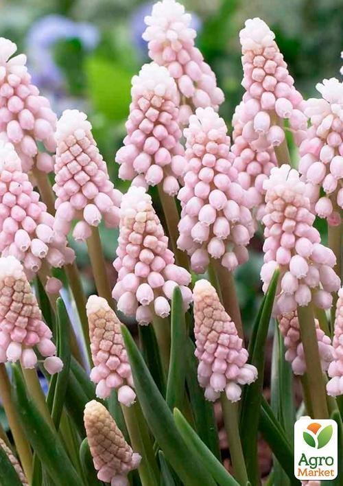 Мускари "Pink Sunrise" (размер 5/+ , средний) 1шт в упаковке