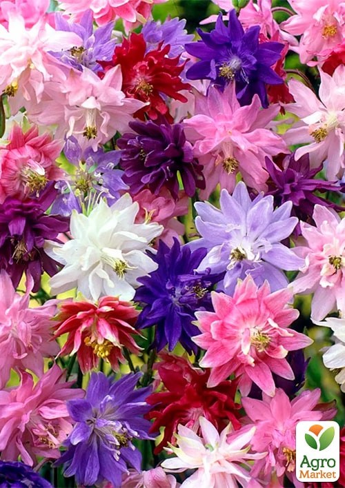 Аквилегия "Райские птицы" ТМ "Vesna Exclusive" 0,2г