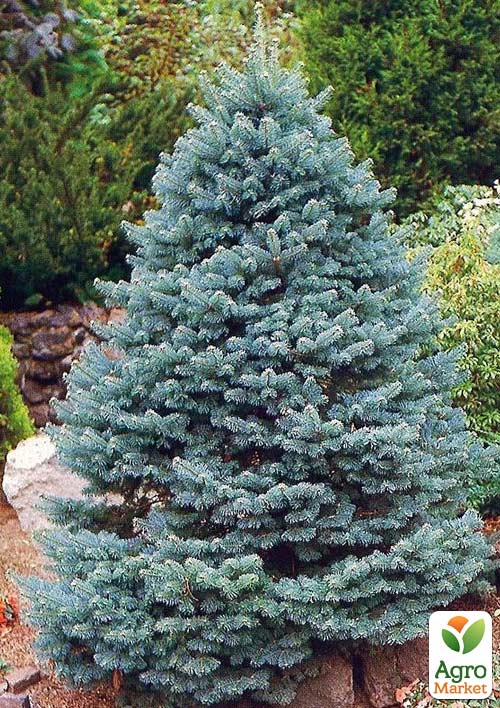Пихта Аризонская голубая (Abies Lasiocarpa var arizonica) горшок P9