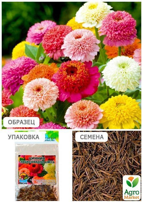Цинія "Скабіозовидна суміш"(Зипер) ТМ "Весна" 2г - фото 4