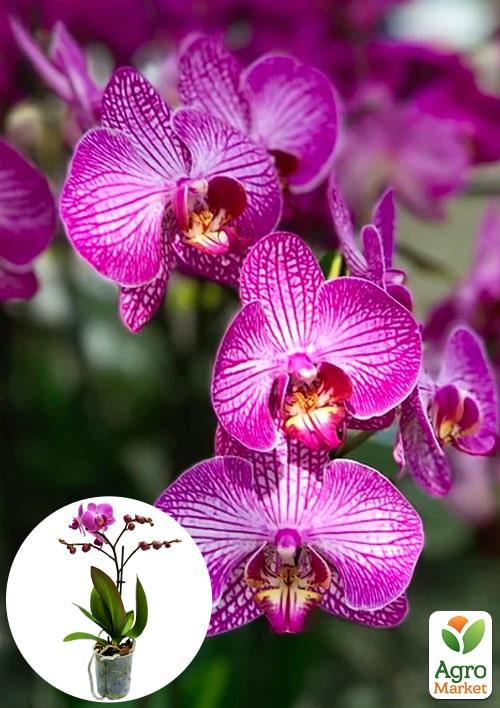 Орхидея Мини (Phalaenopsis) "Tiger"