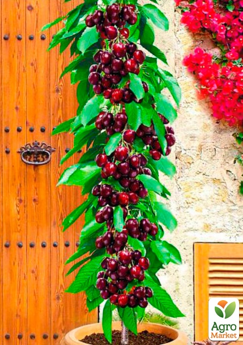 Черешня колоновидна "Восторг"