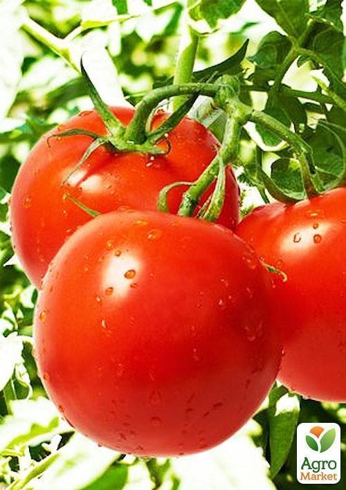 Томат "Київський 139" (Зипер) ТМ "Весна" 1г - фото 2