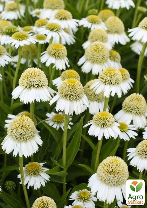 Эхинацея "Delicious Ice"