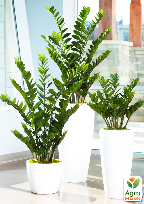 Заміокулькас (доларове дерево) h35-45см - фото 6