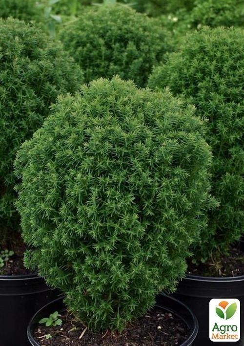 Туя западная "Teddy" (контейнер Р9, высота 10-20 см)