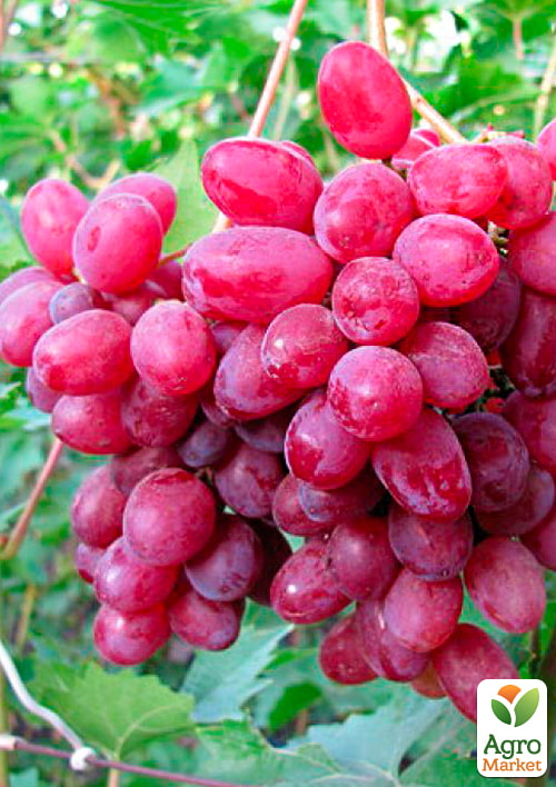 Виноград "Дунав"