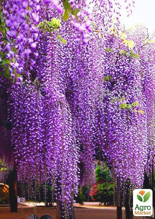 Глициния фиолетовая “Wisteria perfect” (саженец 6 лет)