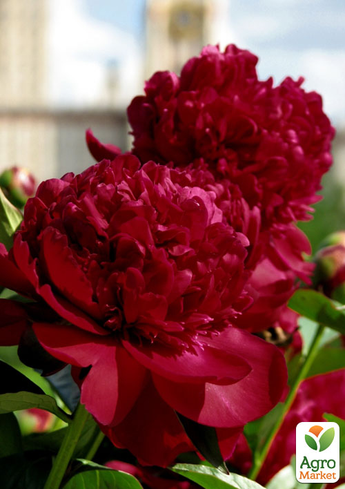 Пион травянистый "Ruth Clay" (Рут Клей) 1шт в упаковке