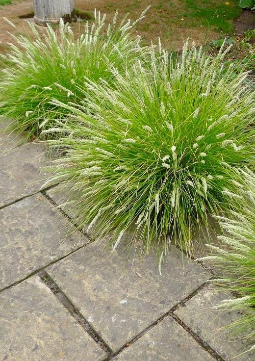 Сеслерия осенняя 2х летняя "Sesleria autumnalis" (высота саженца 20-40см) - фото 2