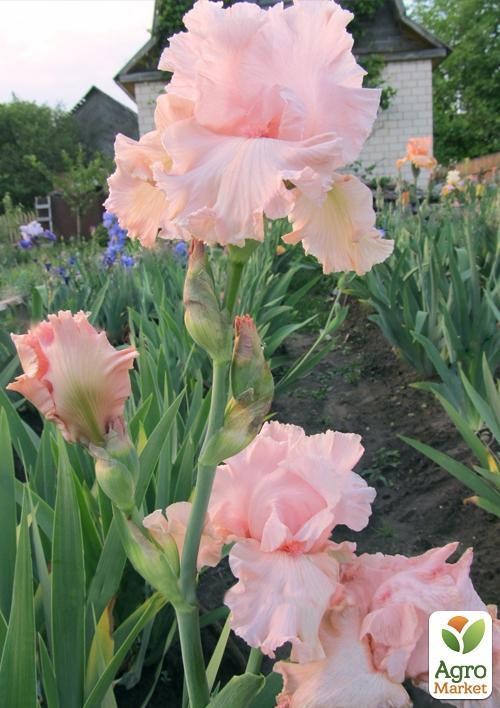 Ирис бородатый крупноцветковый "Just Kiss Me"  1шт в упаковке