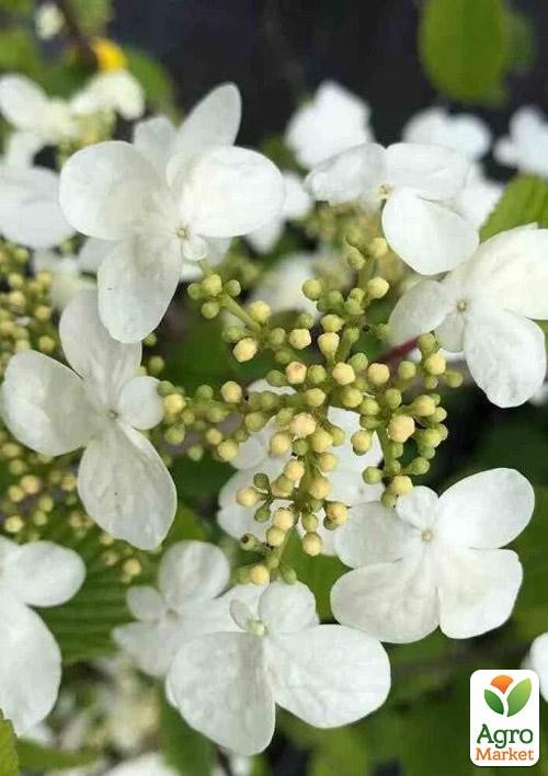 Калина складчатая "Мариези"(Viburnum plicatum "Mariesii") - фото 2