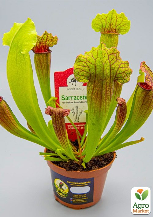 Саррацения (Sarracenia) - фото 5
