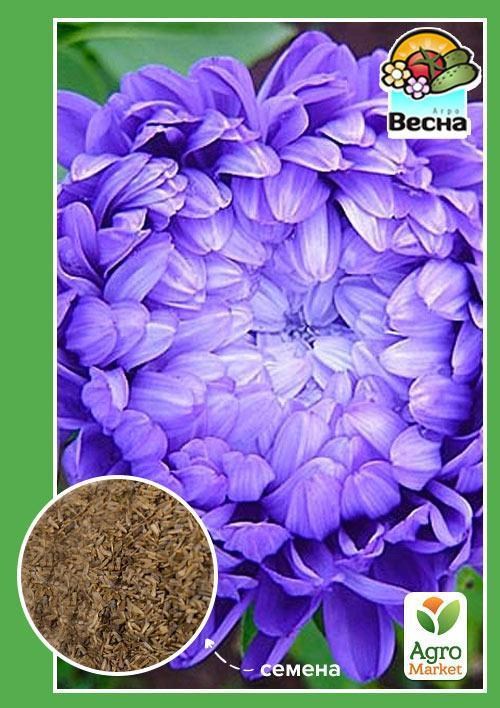 Астра "Одарка" ТМ "Весна" 0.2г