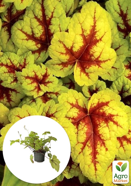 Гейхера (Heuchera) "Stoplight" С1 высота 15-30см)