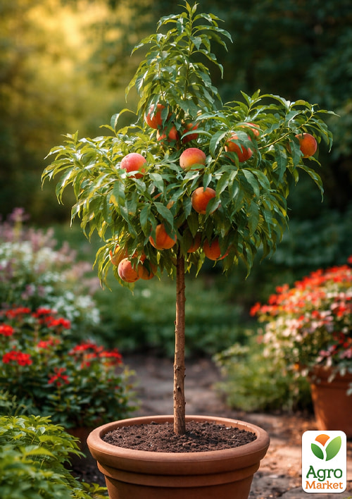 Персик колоновидный "Пандора" (медовое послевкусие, средний срок созревания)