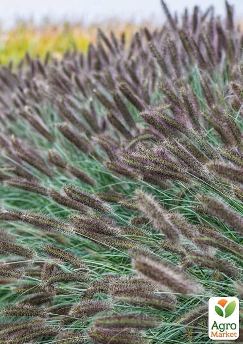 Пеннисетум лисохвостый "Lady U" вазон С2 - фото 2