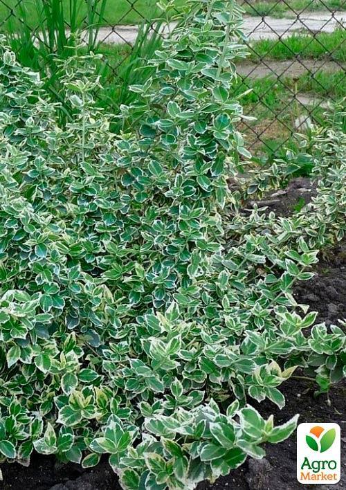 Бересклет Форчун "Emeral Gaiety" - фото 6