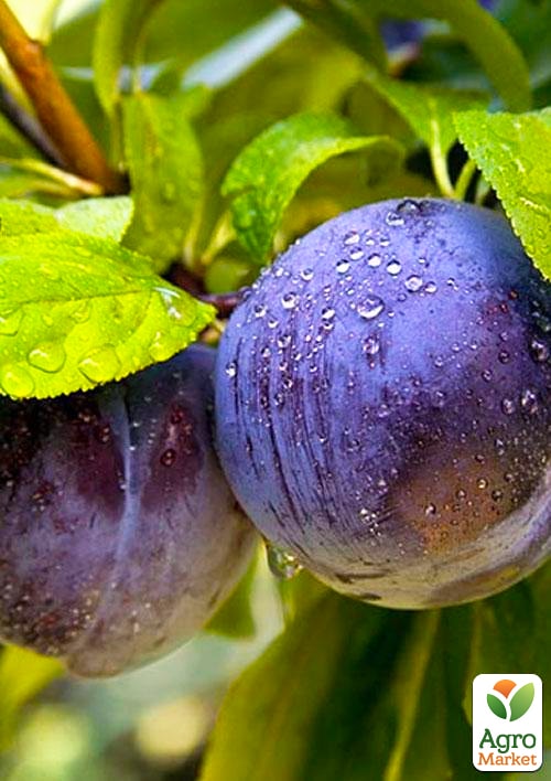 Слива "Блю Фри" (осенний сорт, поздний срок созревания) - фото 6
