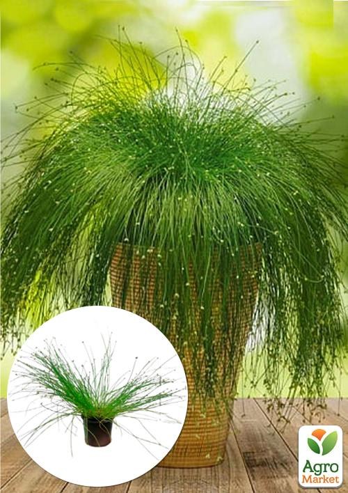 Изолепис "Live Wire"