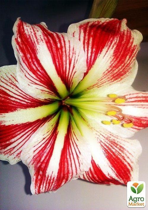 Амариллис в горшке "Новогоднее настроение" - фото 3