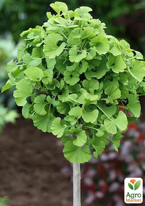 Гінкго Білоба на штамбі "Дволопатевий" висота 70-90см  - фото 2