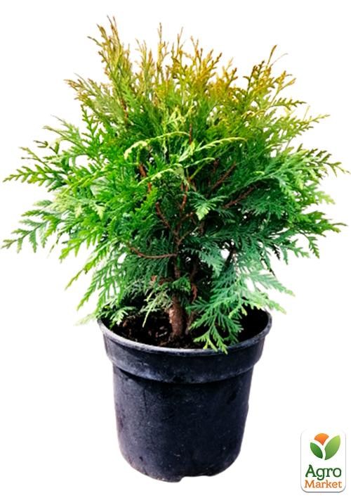 Туя западная "Woodwardii" С3, высота 30-40см - фото 2