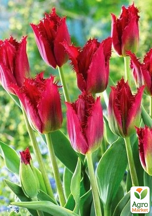 Тюльпан "Pacific Pearl" - фото 2