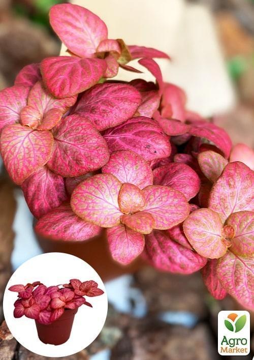 Фіттонія Джаніта (Fittonia Janita)