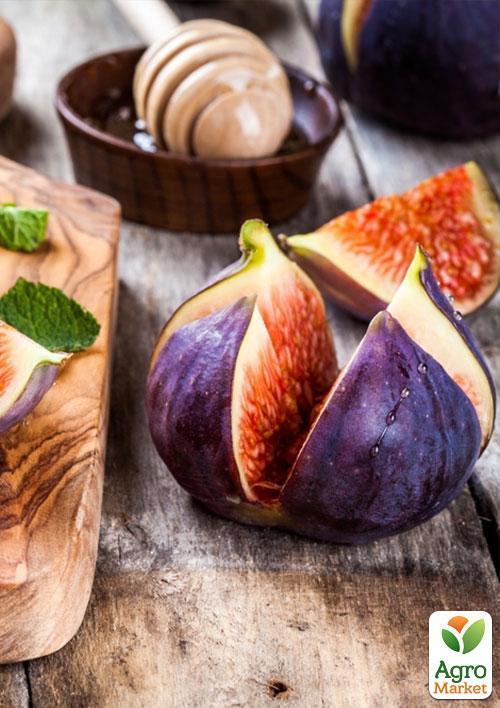 Інжир "Кримський 44" - фото 5