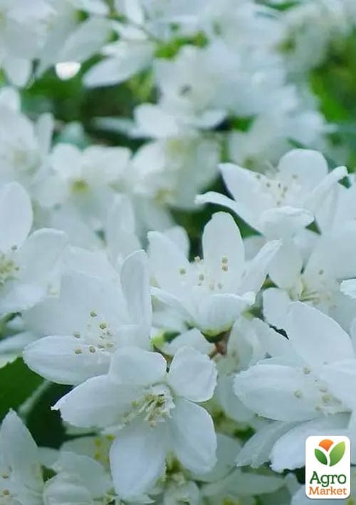 Дейция изящная "Gracilis" 