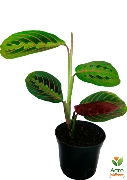 Маранта "Fascinator" - фото 5