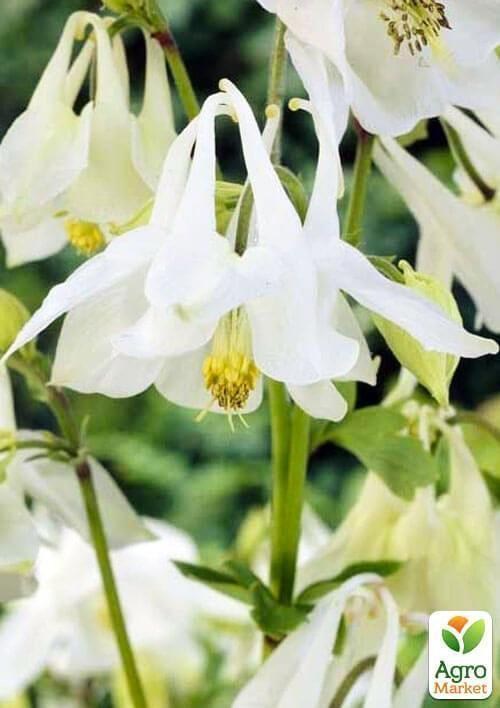 Аквілегія "Nivea" 1 шт в упаковці