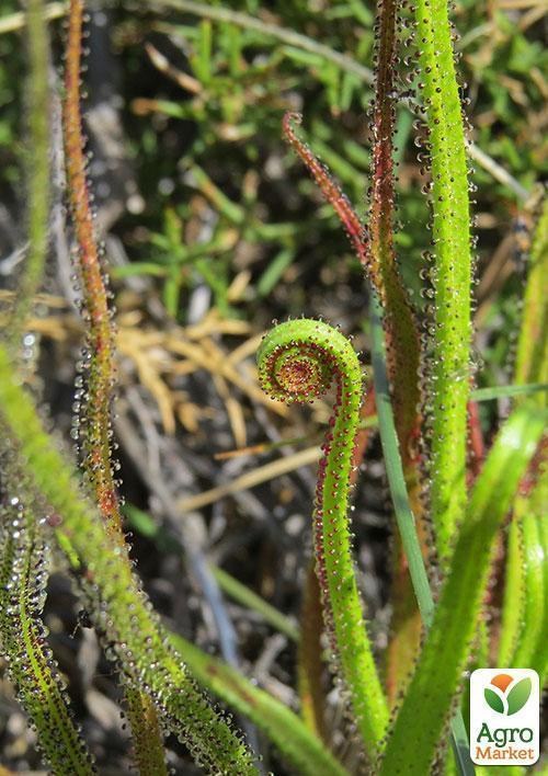 Росоліст "Равлик" ТМ "Vesna Exclusive" 5шт - фото 2