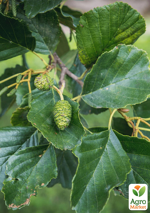 Вільха звичайна, висота 80-100см - фото 2