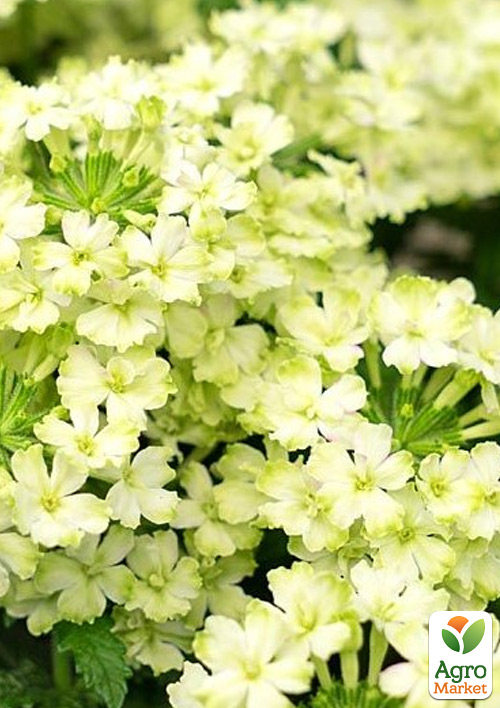 Вербена ампельная "Vanessa Compact Lime"