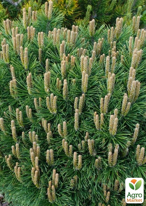 Сосна гірська карликова "Rotundata" ( горщик P9)