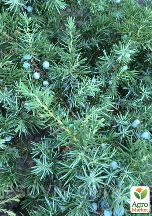 Ялівець прибережний "Schlager" (Шлягер) контейнер Р9 1 саджанець в упаковці - фото 2