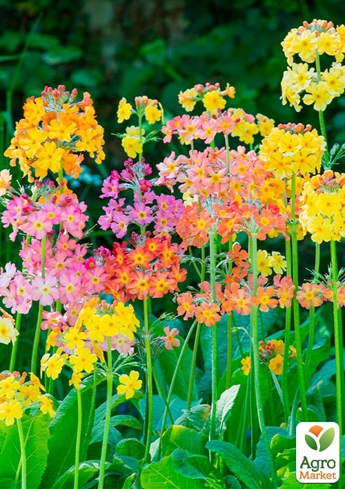 Примула японская "Канделябр" смесь ТМ "Vesna Exclusive" 20шт - фото 2