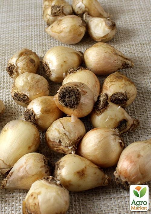 Мускарі "Comosum Plumosum" (розмір 6/7, великий) 5шт в упаковці - фото 2