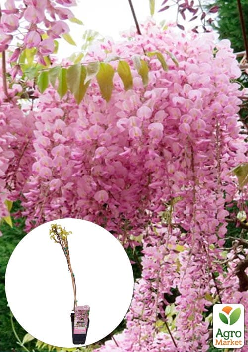 LMTD Вістерія (гліцинія) "Floribunda Rosea" 2-річна (висота 50-70см) з Нідерландів 1 саджанець в упаковці