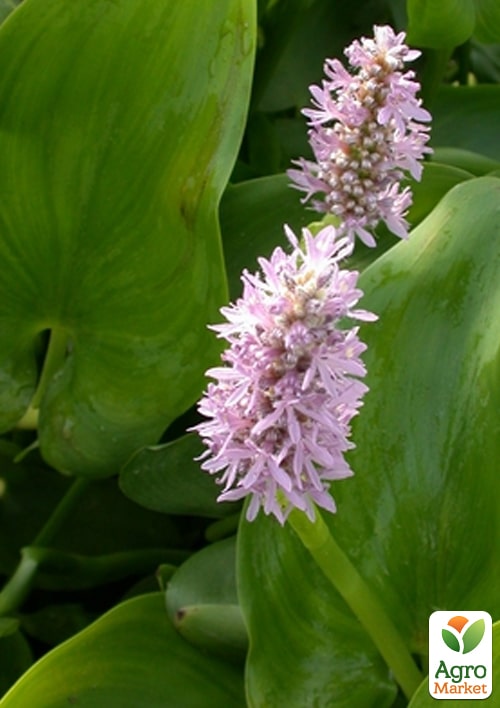 LMTD Понтедерія серцелиста (німфея) "Pink Pons" - фото 6