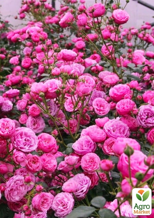 Роза в контейнере флорибунда "Pomponella" (саженец класса АА+) - фото 3