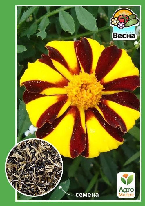 Бархатцы "Арлекин" ТМ "Весна" 0.3г