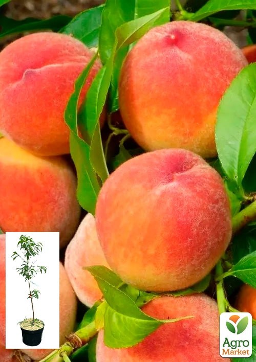 Персик "Ред Хевен" укорененный в контейнере (саженец 2 года)
